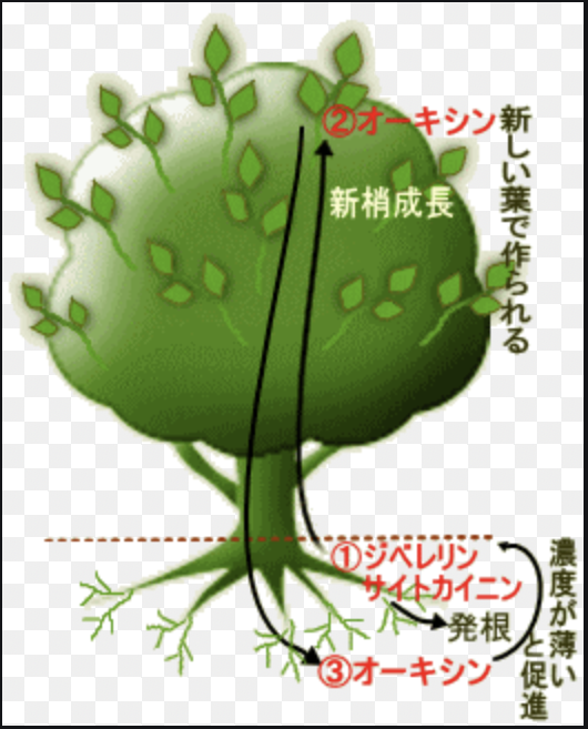 f:id:takehiro0405:20210422215106p:plain