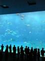 世界最大級の水槽！