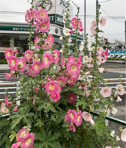 f:id:takejiisan:20210124161331j:plain