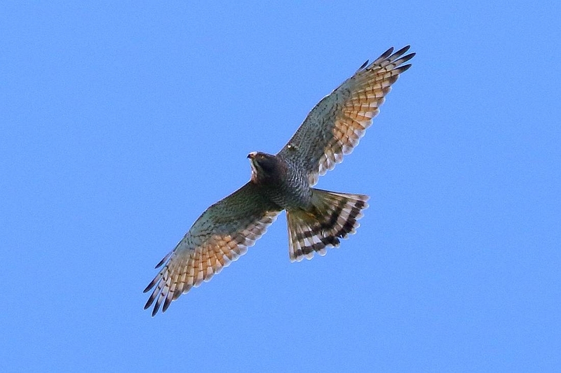 2016.09.25(日)の日誌(秋の鷹渡り#16-五-01:対岸に遠征01) - Take-maの野鳥観察日記