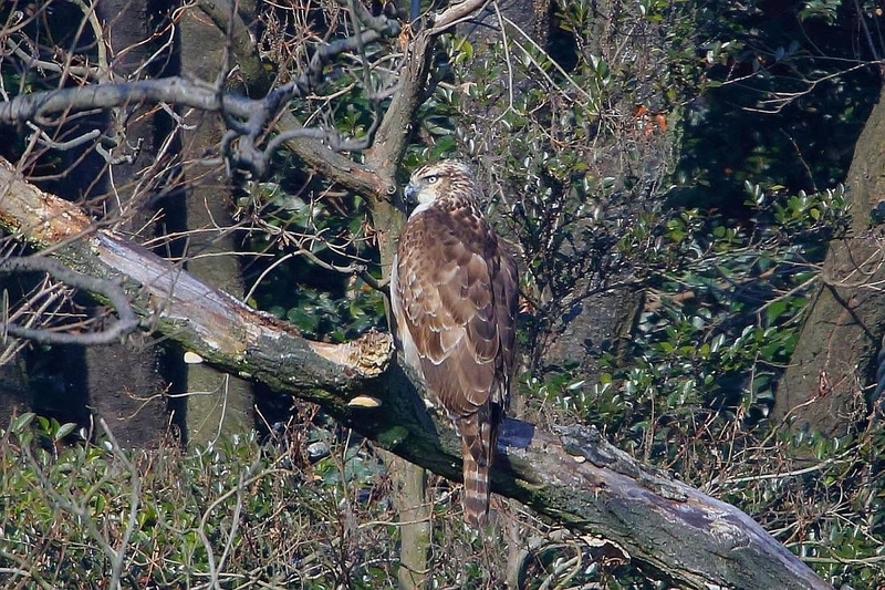 2017.02.05(日)の日誌(公園の鷹***以前:今頃撮ったクマタカ***) - Take-maの野鳥観察日記