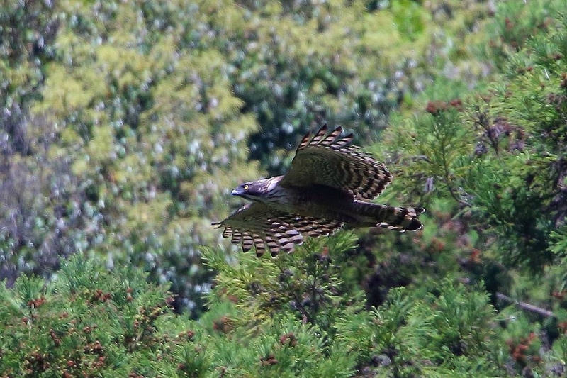 2016.04.24(日)の日誌(山奥の鷹達#16-19-01:クマタカ成鳥緑バックの飛翔#01) - Take-maの野鳥観察日記