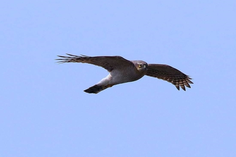 2018.04.18(水)の日誌(春の鷹渡り#18-06-04:ハイタカの飛翔) - Take-maの野鳥観察日記