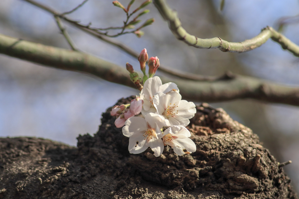 f:id:takemako:20180326123050j:plain f:id:takemako:20180326123050j:plain