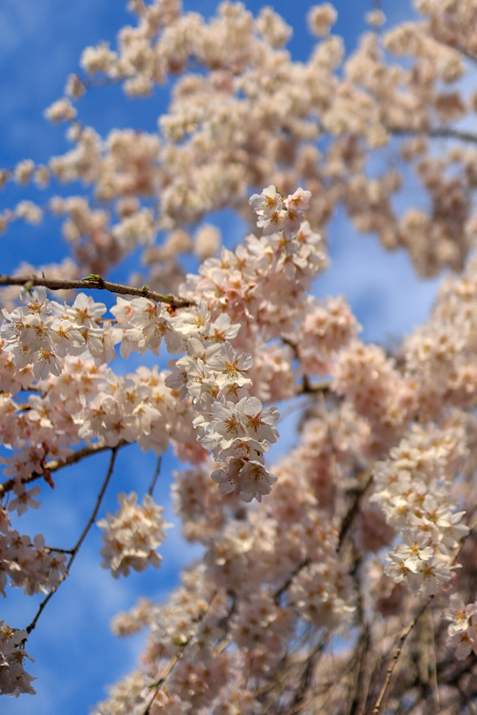 f:id:takemako:20180513213628j:plain f:id:takemako:20180513213628j:plain