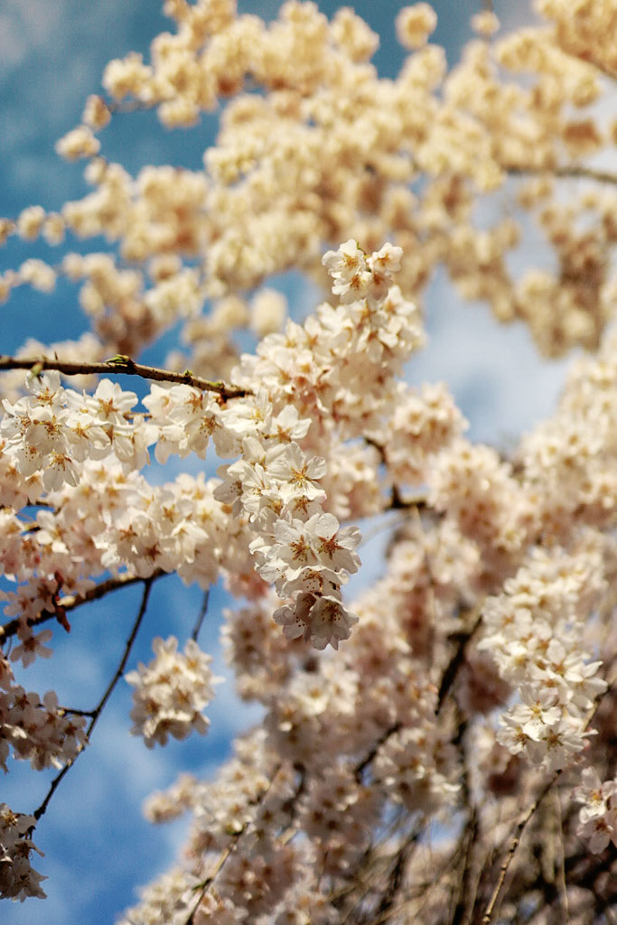 f:id:takemako:20180513213717j:plain f:id:takemako:20180513213717j:plain