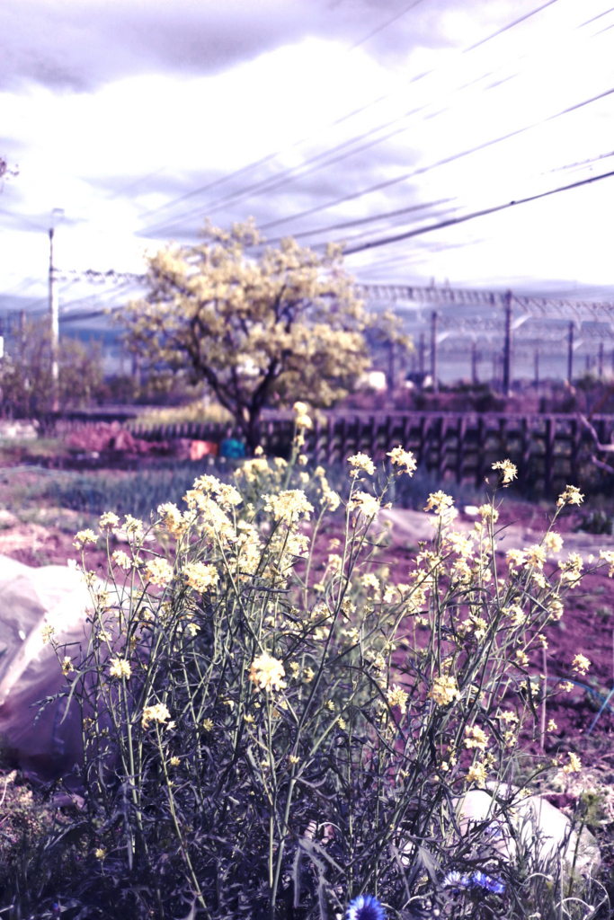 f:id:takemako:20180513214136j:plain f:id:takemako:20180513214136j:plain