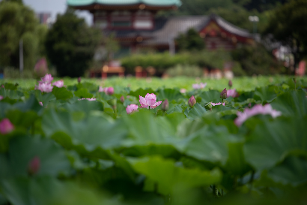 f:id:takemako:20180722070940j:plain f:id:takemako:20180722070940j:plain
