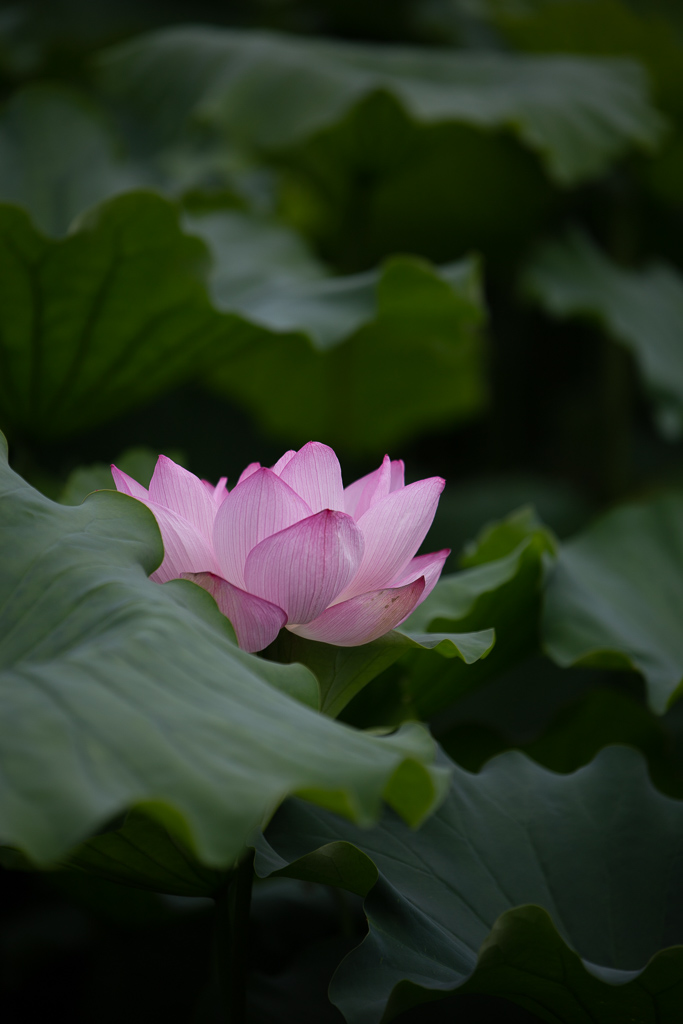f:id:takemako:20180722071903j:plain f:id:takemako:20180722071903j:plain