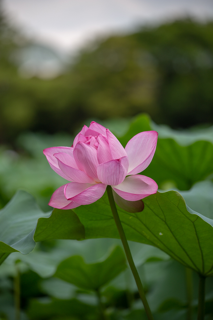 f:id:takemako:20180722071937j:plain f:id:takemako:20180722071937j:plain