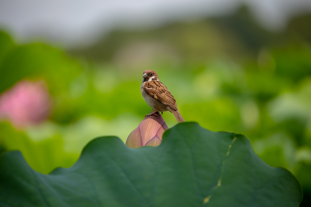 f:id:takemako:20180722072314j:plain f:id:takemako:20180722072314j:plain
