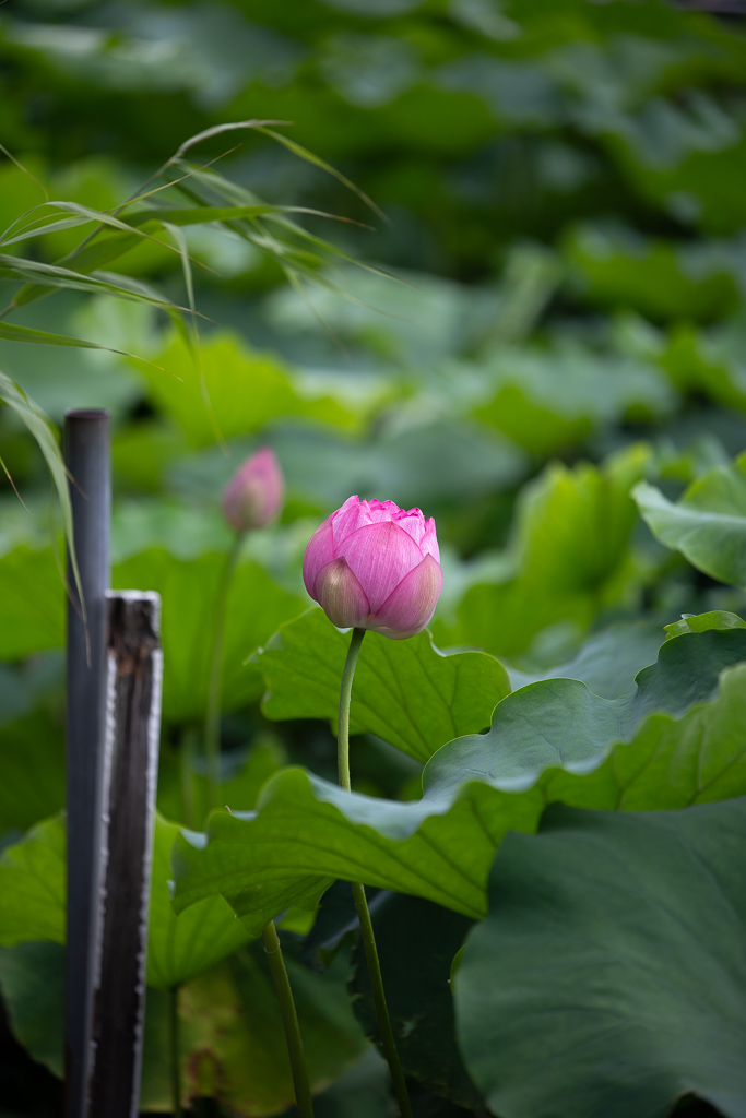 f:id:takemako:20180722072616j:plain f:id:takemako:20180722072616j:plain