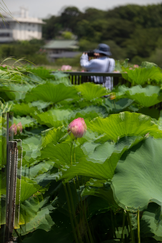 f:id:takemako:20180722072843j:plain f:id:takemako:20180722072843j:plain