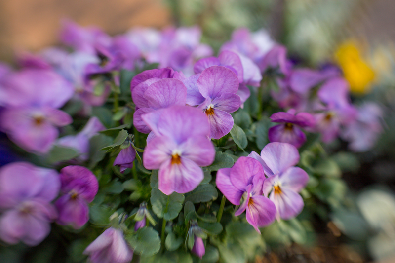 f:id:takemako:20190310152147j:plain f:id:takemako:20190310152147j:plain