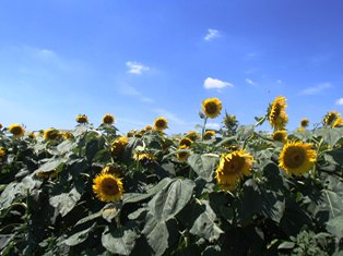 イメージ 11