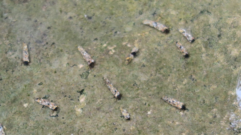 f:id:takemaru2018:20180414183936j:plain