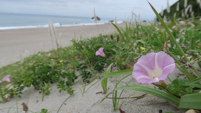 f:id:takemaru2018:20180520194712j:plain