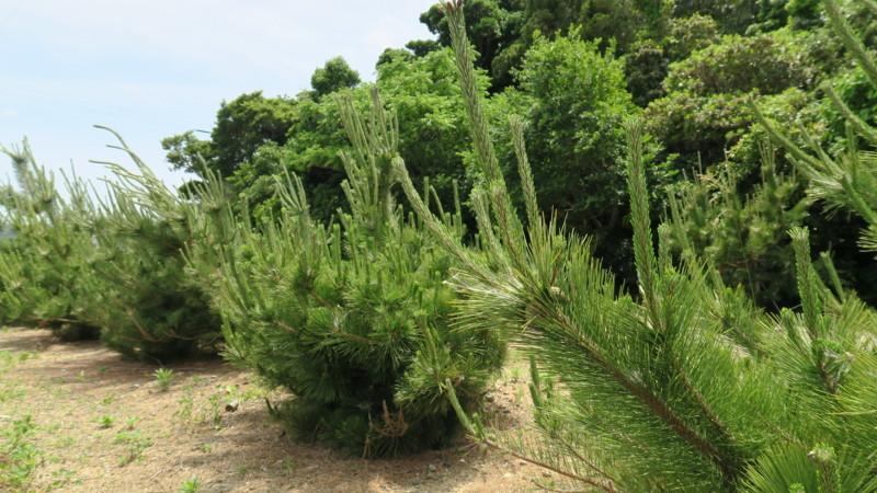 f:id:takemaru2018:20180520194726j:plain