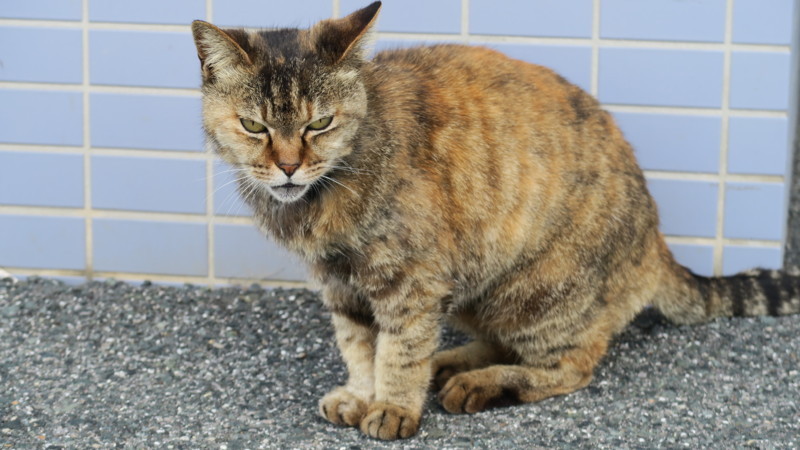 f:id:takemaru2018:20180520194739j:plain