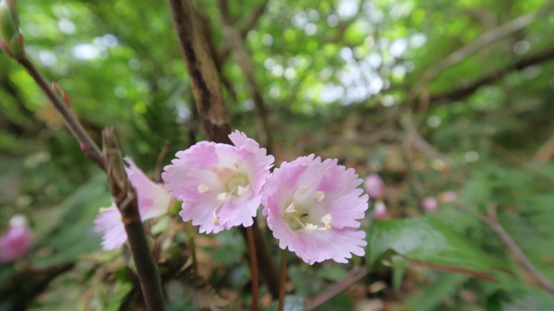 f:id:takemaru2018:20180526193040j:plain