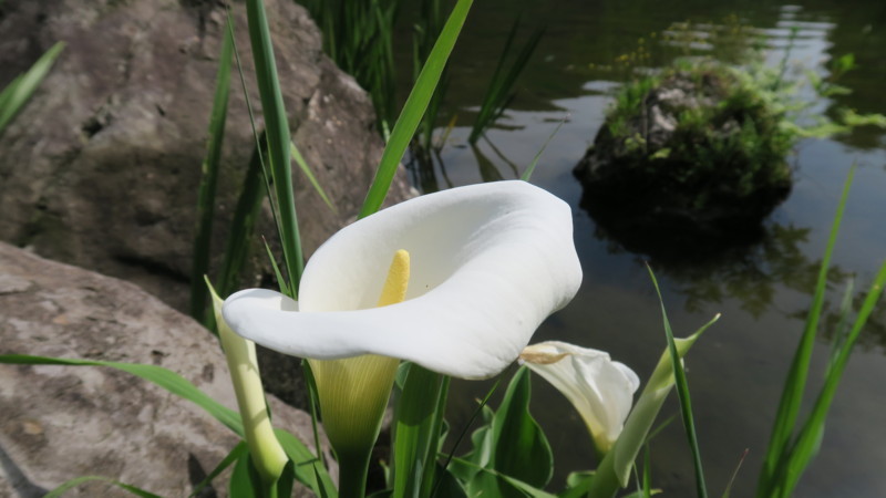 f:id:takemaru2018:20180526193111j:plain