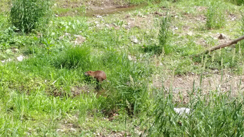 f:id:takemaru2018:20180527204652j:plain