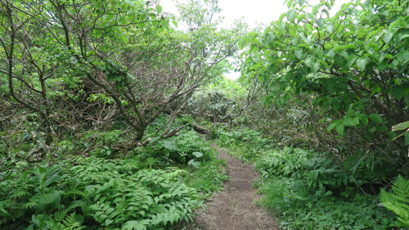 f:id:takemaru2018:20180602194201j:plain