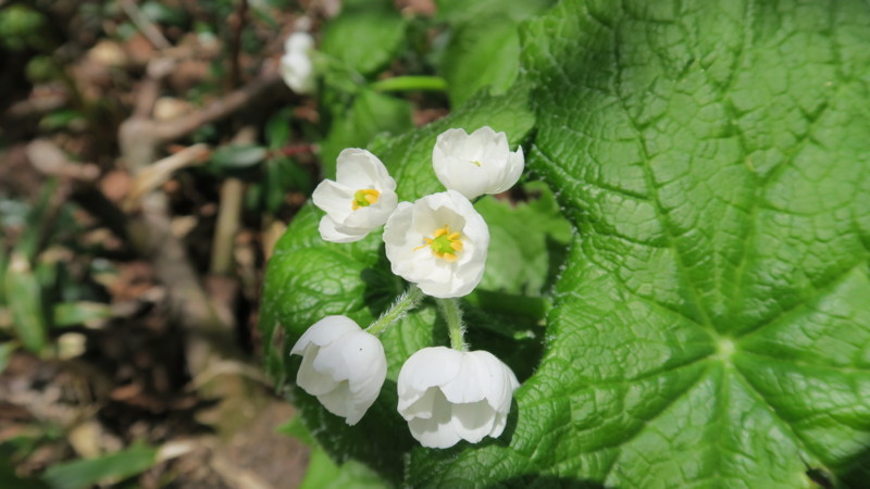 f:id:takemaru2018:20180602194207j:plain