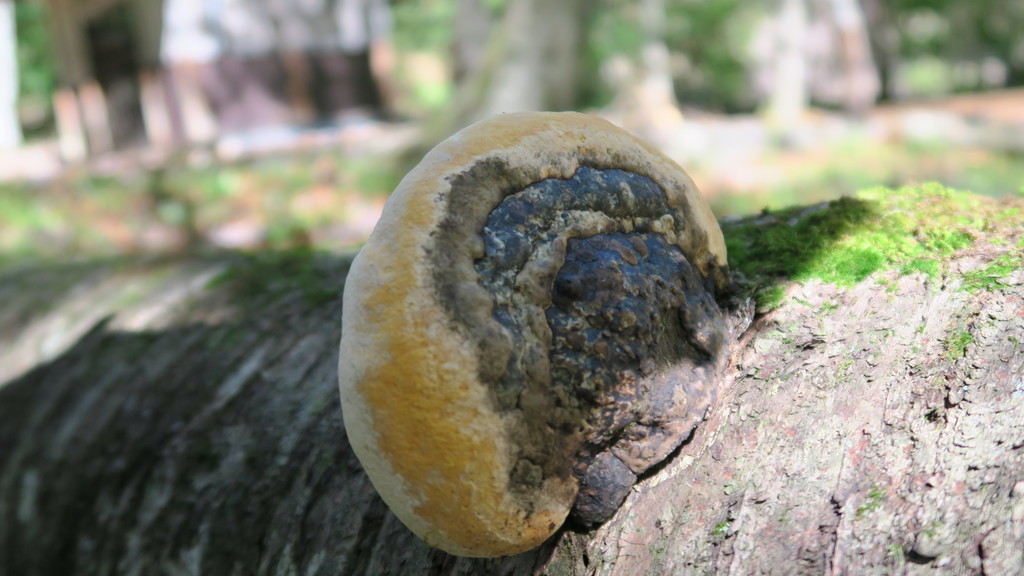 f:id:takemaru2018:20181009200458j:plain