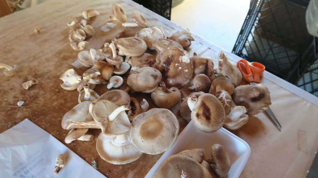 f:id:takemaru2018:20181009200636j:plain