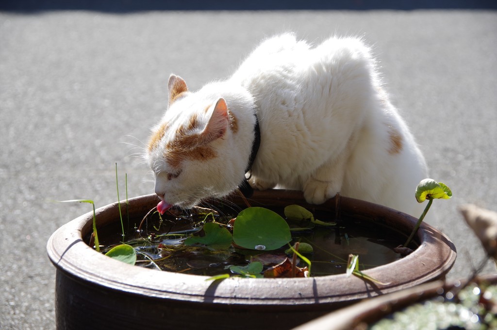 f:id:takemaru2018:20181013195336j:plain