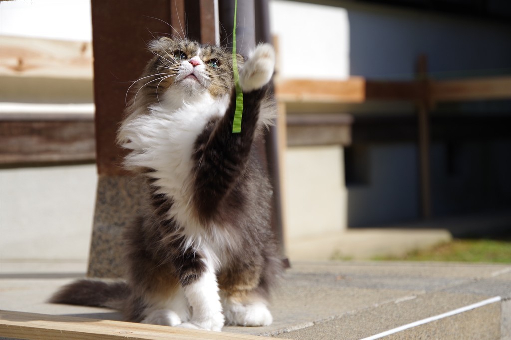 f:id:takemaru2018:20181013195346j:plain