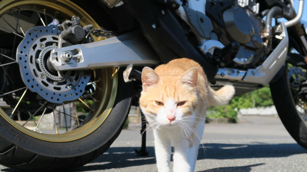 f:id:takemaru2018:20181013195741j:plain