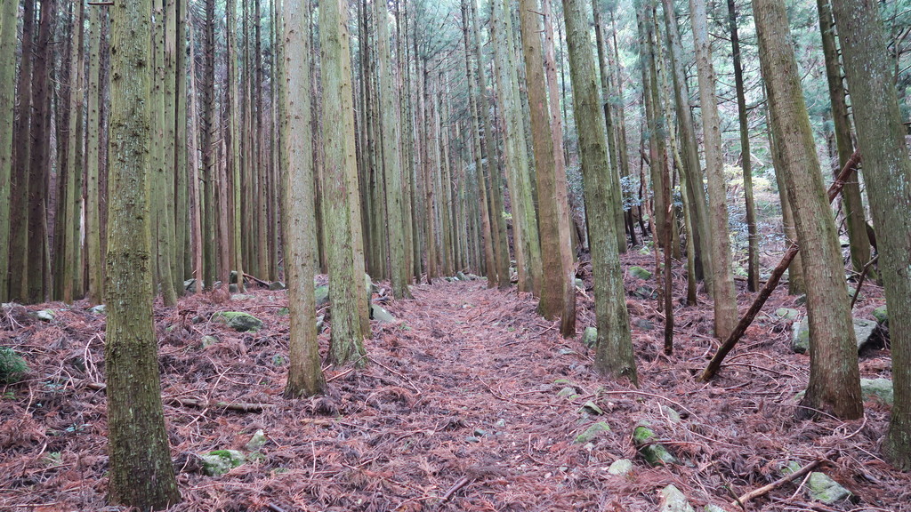 f:id:takemaru2018:20181223192910j:plain