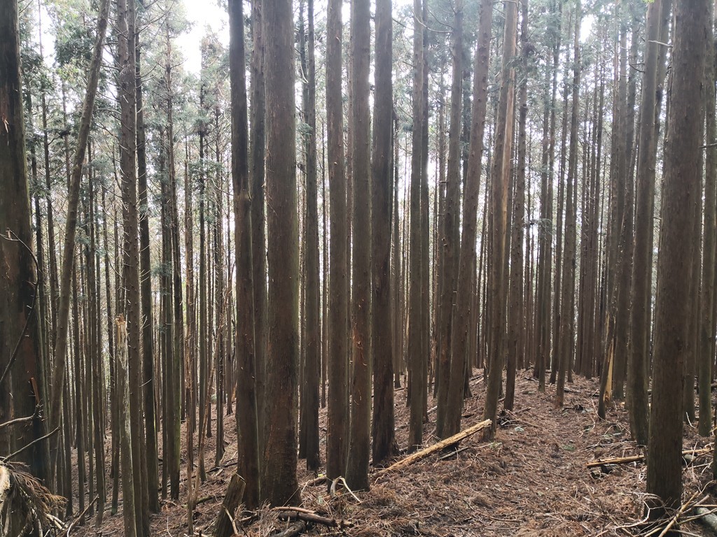 f:id:takemaru2018:20181223193659j:plain