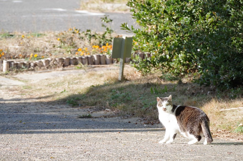 f:id:takemaru2018:20181230211538j:plain