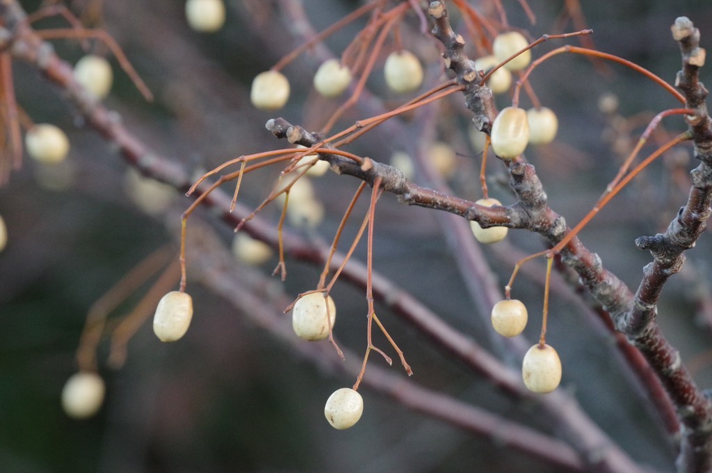 f:id:takemaru2018:20181230211604j:plain