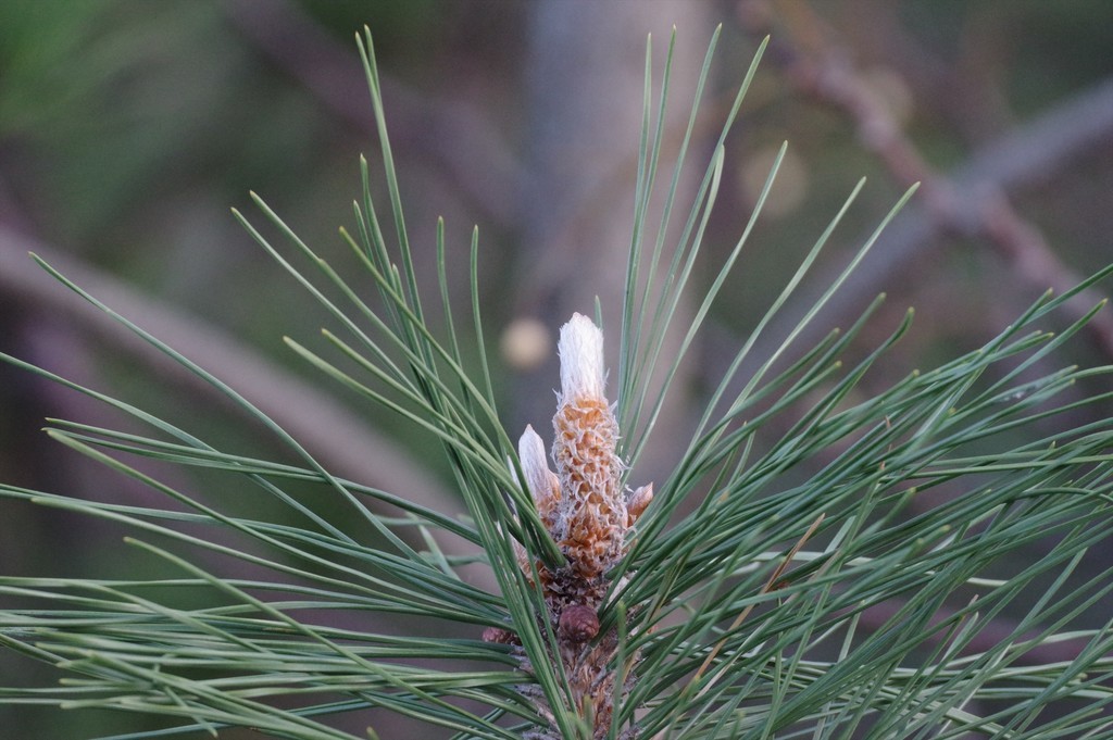 f:id:takemaru2018:20181230211610j:plain