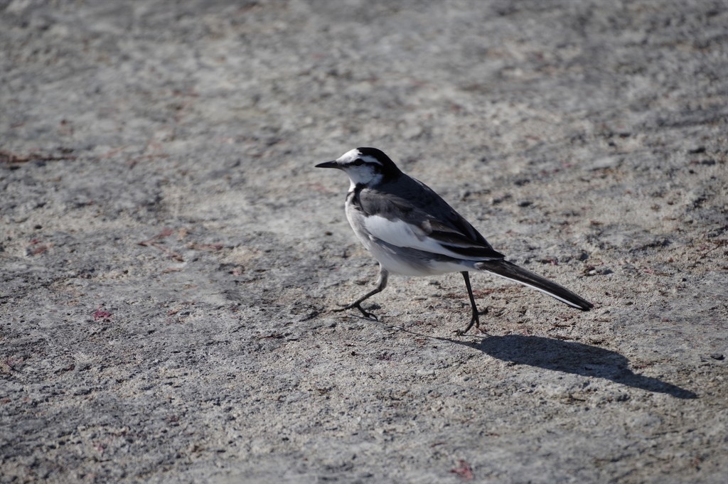 f:id:takemaru2018:20181230211620j:plain