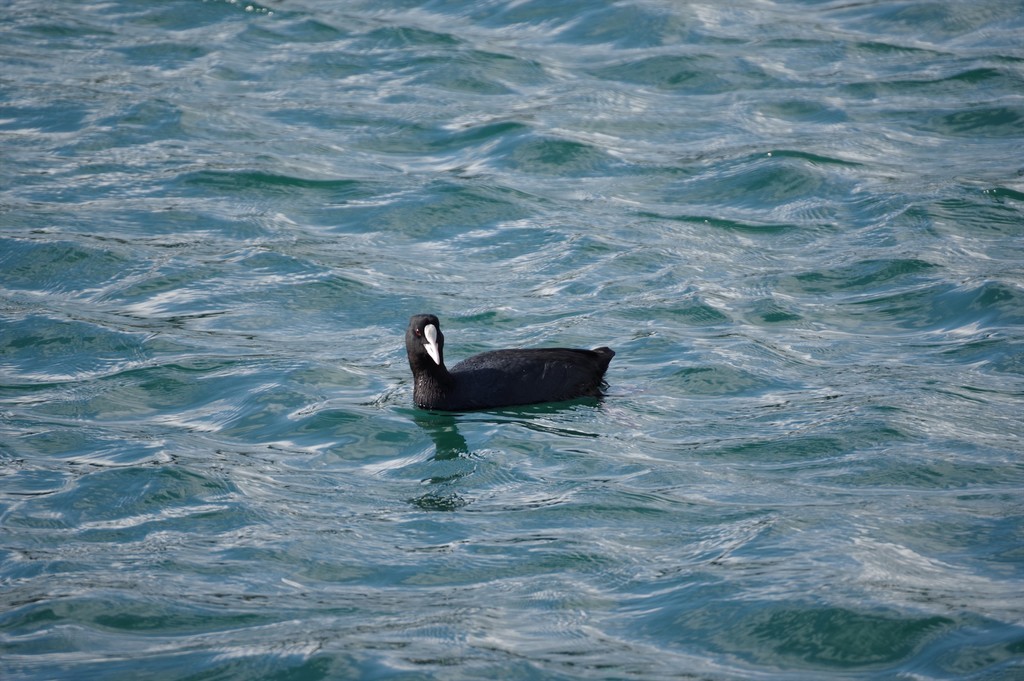 f:id:takemaru2018:20181230211633j:plain