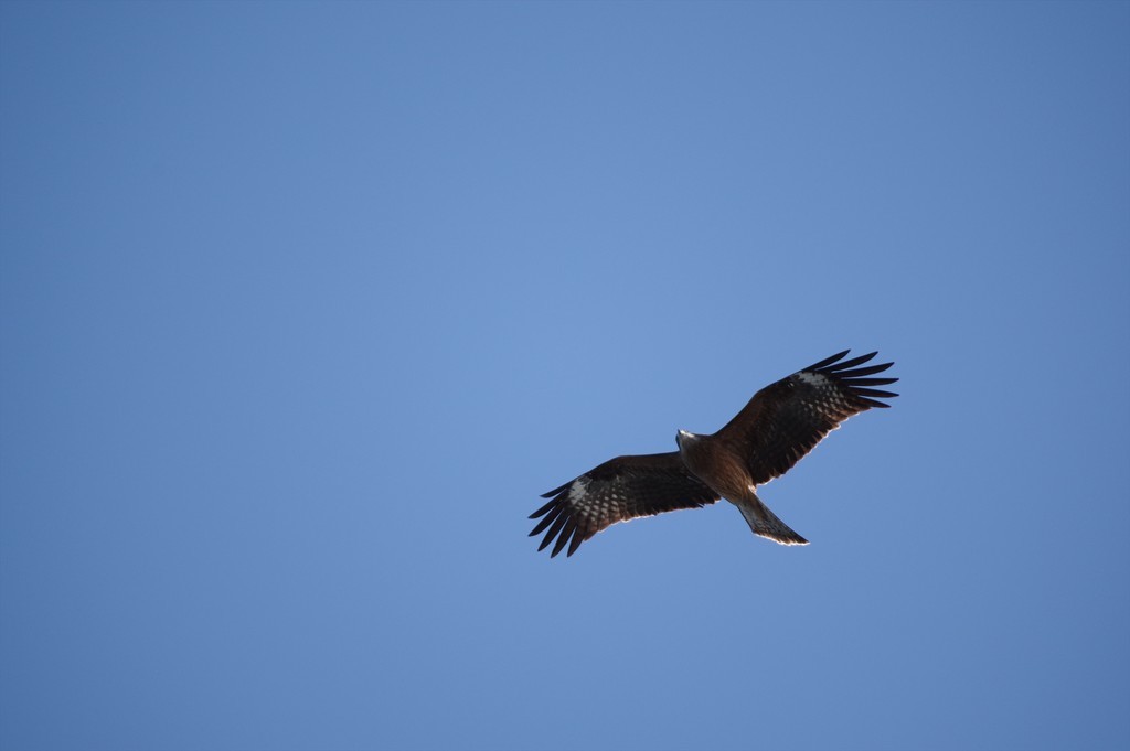 f:id:takemaru2018:20181230211731j:plain