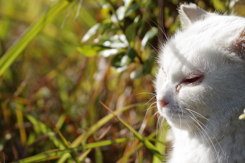 f:id:takemaru2018:20181230211738j:plain