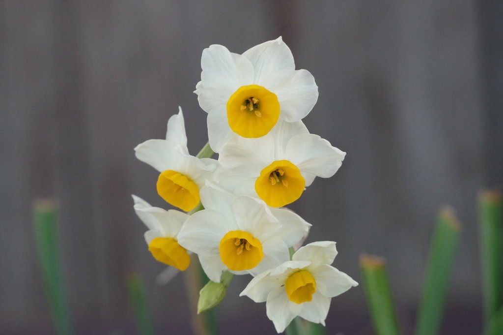 f:id:takemaru2018:20181230211744j:plain