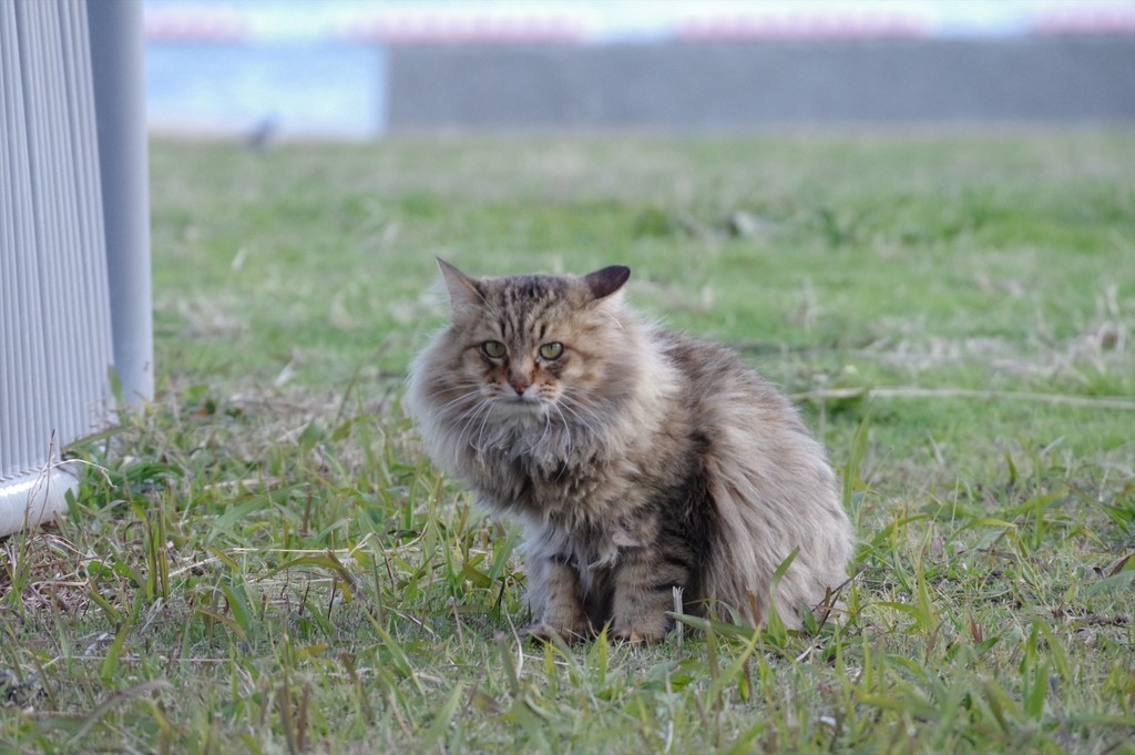 f:id:takemaru2018:20181230211755j:plain