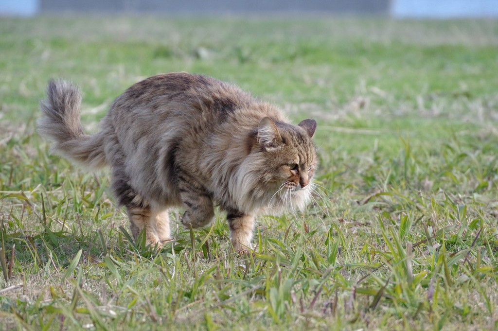 f:id:takemaru2018:20181230211805j:plain