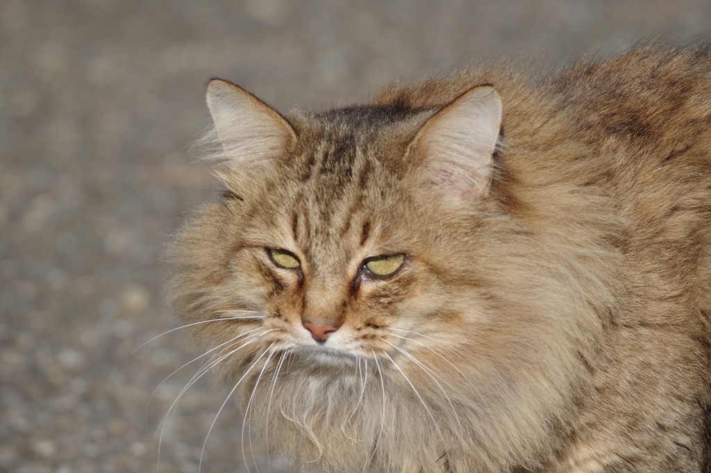 f:id:takemaru2018:20181230211812j:plain