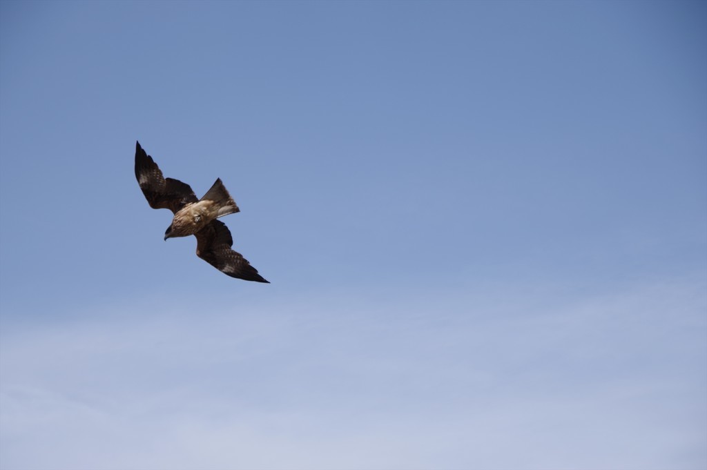 f:id:takemaru2018:20190210173316j:plain