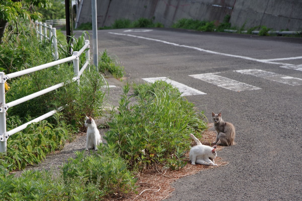 f:id:takemaru2018:20190502164731j:plain