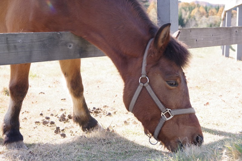 f:id:takemaru2018:20191116192356j:plain