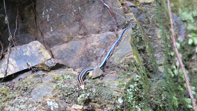 f:id:takemaru2018:20200714214439j:plain